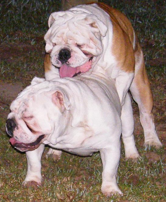 bulldog mating