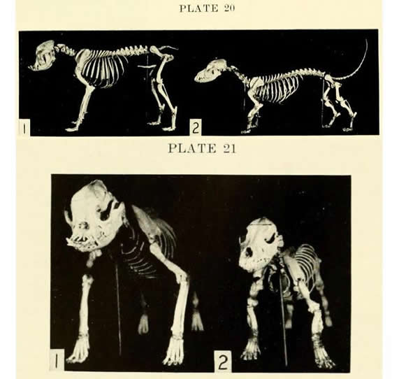 Stockard%20skeletons.JPG