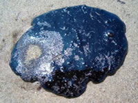 Blob of 100% natural and organic crude oil on beach from ocean floor. Essentially non-toxic