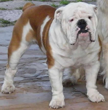 Bygones Bulldogs - The Perfect Bulldog